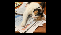 Cat lying on New York Times
